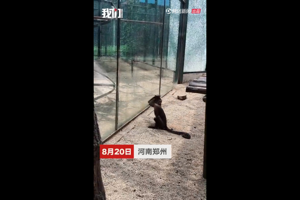 动物园猴子拿石头砸碎玻璃墙，动物园：已没收作案工具