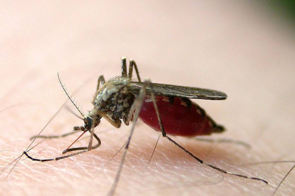 法国动物权利人士建议人类为蚊子献血：它们要养幼虫，叮你是因为别无选择
