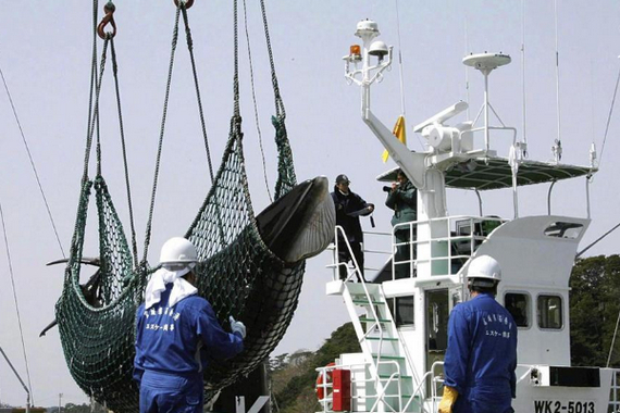 日本重启商业捕鲸：日本时隔31年重启商业捕鲸