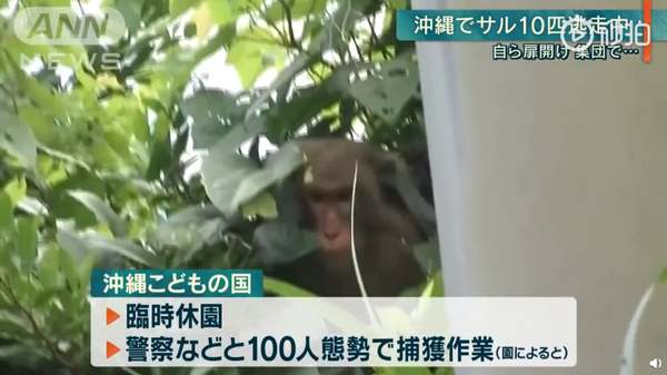 动物园猴子拿钥匙开门逃跑：冲绳动物园14只猴子自己打开门，集体逃跑