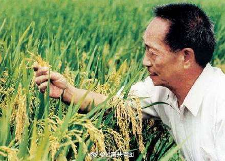 袁隆平超级杂交稻平均亩产1004.83公斤详情介绍