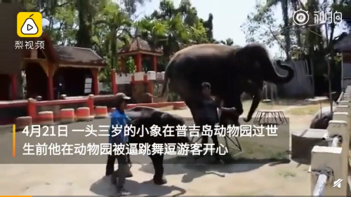 泰国动物园3岁小象双腿折断去世，生前跳舞逗游客开心