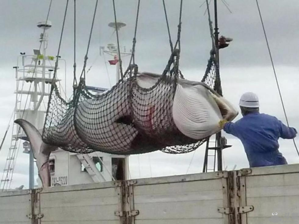 日本捕杀怀孕母鲸 这事你怎么看？