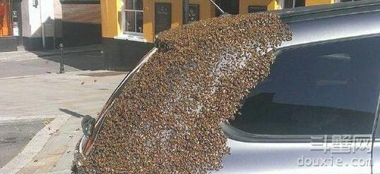 围攻汽车！2万只蜜蜂“解救”贪吃蜂后